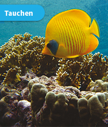 LISA-Sprachreisen-Arabisch-Dahab-Aegypten-Rotes-Meer-Tauchen LISA-Sprachreisen-Arabisch-Dahab-Aegypten-Rotes-Meer-Tauchen