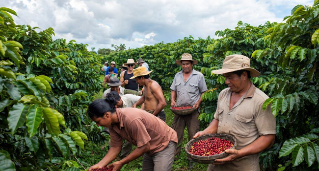 Menschen arbeiten auf Kaffeeplantage in Costa Rica während einer LISA! Sprachreise erleben Kultur, Natur und lokale Traditionen