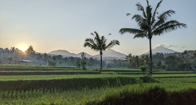 Bildungsurlaub Englisch in Bali mit LISA! Sprachreisen Reisfelder Bali bei Sonnenaufgang Bildungsurlaub Englisch mit LISA! Sprachreisen