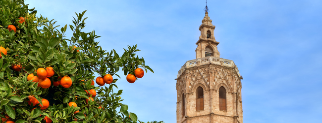 Bildungsurlaub Spanisch in Valencia - Orangenbäume Ein Oranagenbaum voller Orangen steht vor einer Kirche in Valencia