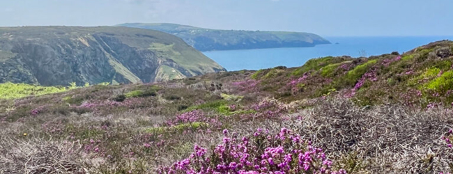 LISA-Sprachreisen-Erwachsene-Englisch-Engalnd-Cornwall-St-Agnes-Kueste-Sommer-Meer-Blumen